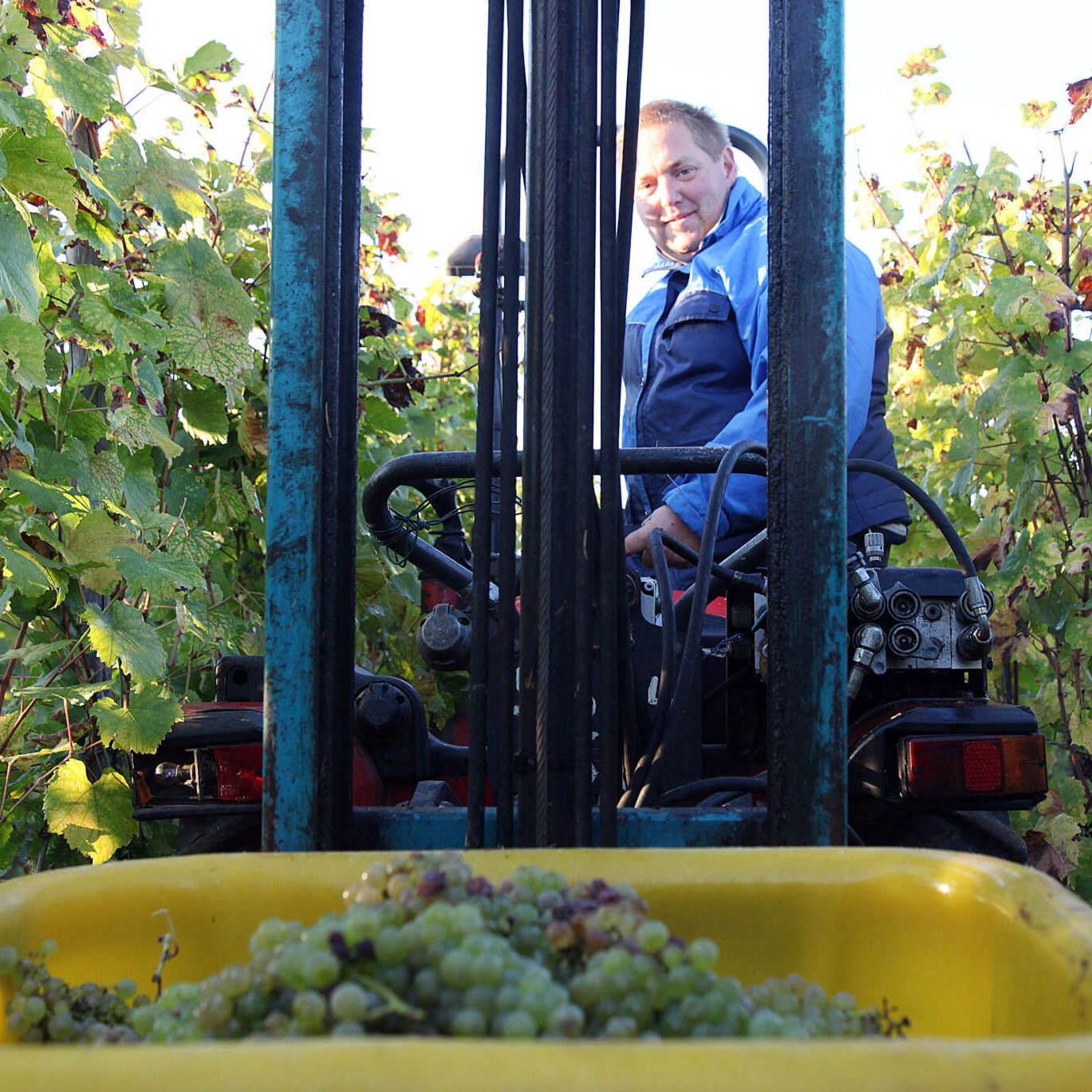 Viticulteur BIO Alsace Viticulteur BIO Alsace