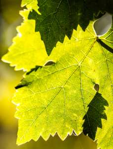 domaine-viticole-alsace-sylvie-fahrer Producteur vin à Saint-Hippolyte