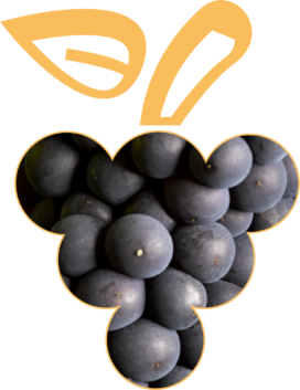 cépage-pinot-noir Cépages d'Alsace, le pinot noir