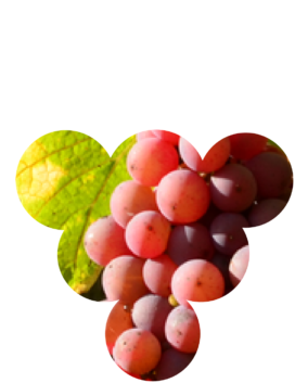 cepage-gewurztraminer Cépages d'Alsace, le gewurztraminer