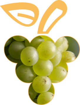 cépage-pinot-blanc Cépages d'Alsace, le pinot blanc