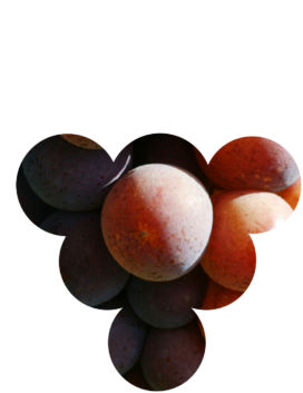 cépage-pinot-gris Cépages d'Alsace, le pinot gris