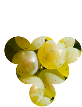 cépage-riesling Cépages d'Alsace, le riesling