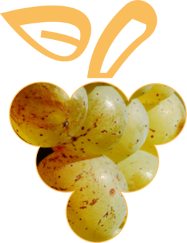 cépage-sylvaner Cépages d'Alsace, le sylvaner