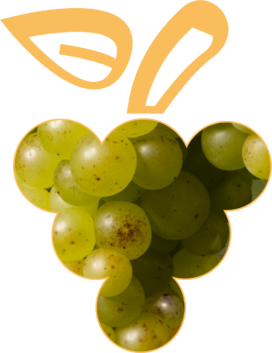 muscat-petit-grain Cépages d'Alsace, le muscat