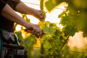 viticulteurs bio alsace Vigneron BIO Alsace